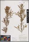 Foto von Salix exigua subsp. interior (Rowlee) Cronquist